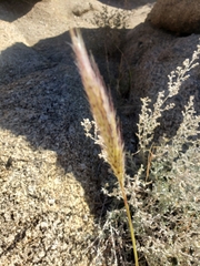 Elymus elymoides