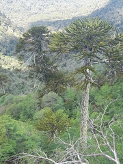 Araucaria araucana