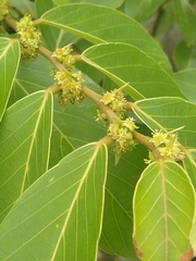 Bridelia micrantha