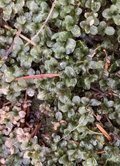 Plagiomnium cuspidatum