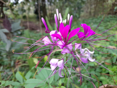 Cleome