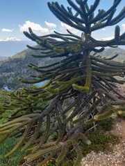Araucaria araucana
