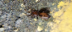 Corinnidae