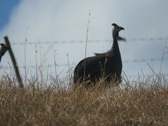 Numida meleagris coronatus
