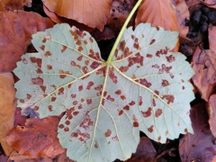 Aceria pseudoplatani