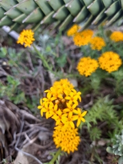 Quinchamalium chilense