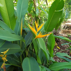 Heliconia longiflora