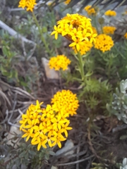 Quinchamalium chilense