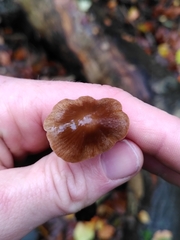 Parasola conopilea