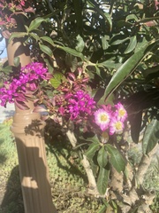 Pereskia
