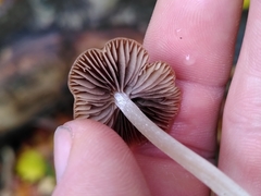 Parasola conopilea