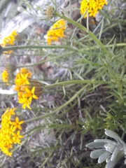 Quinchamalium chilense