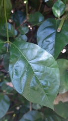 Gelsemiaceae