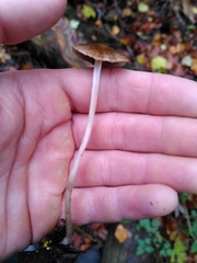 Parasola conopilea