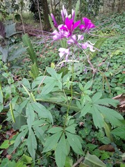 Cleome