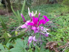 Cleome