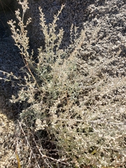 Artemisia ludoviciana