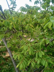 Bridelia micrantha