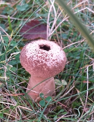 Lycoperdon excipuliforme