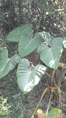 Xanthosoma sagittifolium