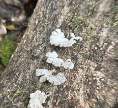 Schizophyllum