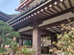 Trichonephila clavata