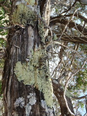 Flavopunctelia praesignis