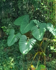 Xanthosoma sagittifolium