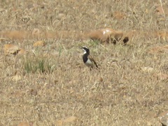Oenanthe pileata pileata