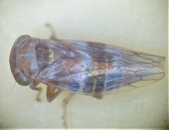 Tremulicerus tremulae