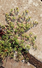 Euphorbia glyptosperma