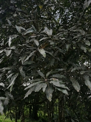 Mangifera indica image