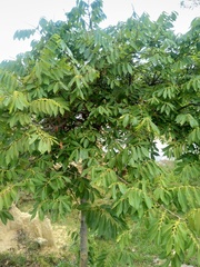 Bridelia micrantha