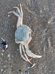 Liocarcinus vernalis