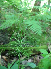 Equisetum pratense