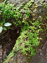 Peperomia serpens