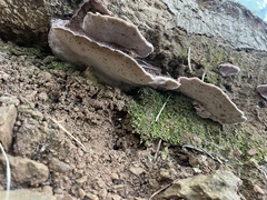 Rhodofomes cajanderi