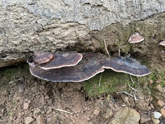 Rhodofomes cajanderi