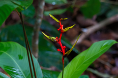 Heliconia richardiana