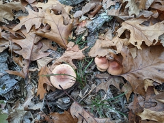 Hypholoma lateritium