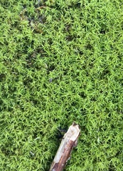 Atrichum undulatum
