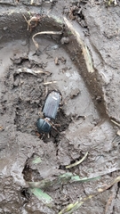 Odontotaenius