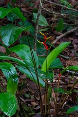 Heliconia richardiana