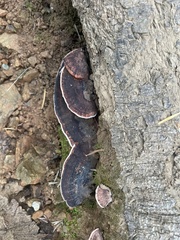 Rhodofomes cajanderi