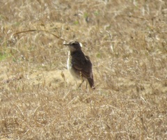 Anthus leucophrys leucophrys