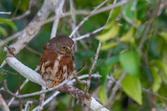 Glaucidium minutissimum