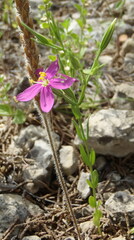Zeltnera arizonica