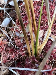 Cladium mariscoides