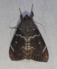 Achaea phaeobasis