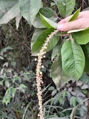 Croton